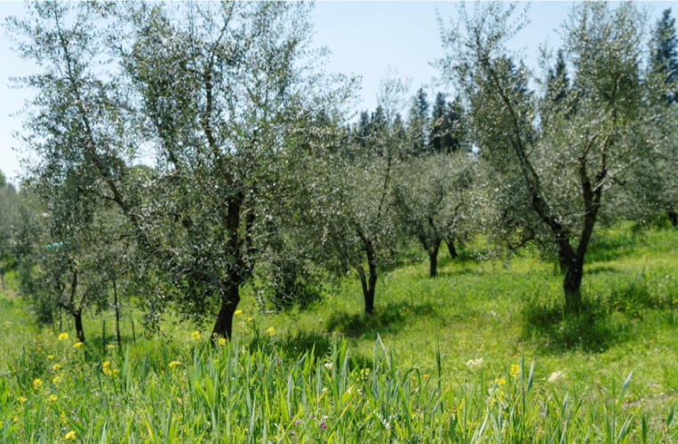 Potatura degli ulivi: Qual è il metodo migliore per potare un olivo?